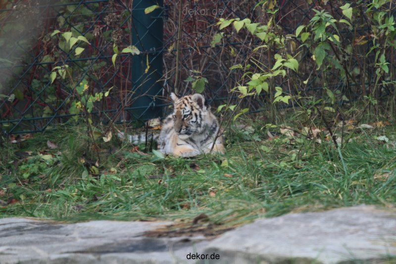 zoo-wuppertal-tschuna-daseep-01-099