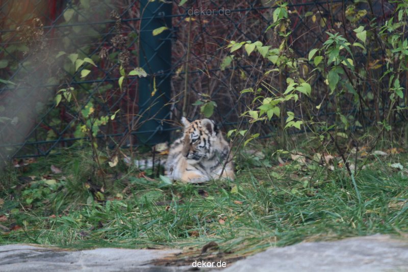 zoo-wuppertal-tschuna-daseep-01-100