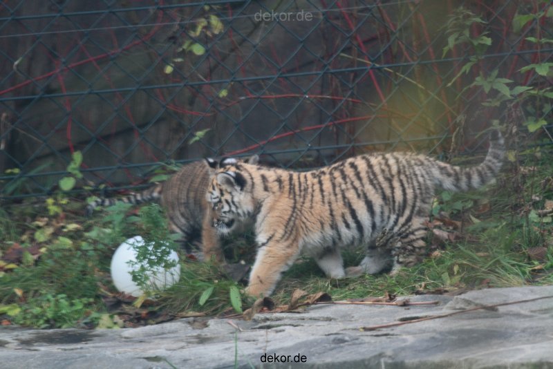 zoo-wuppertal-tschuna-daseep-01-103