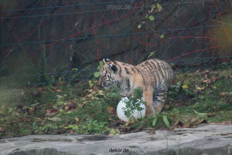 zoo-wuppertal-tschuna-daseep-01-104