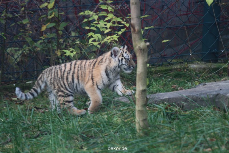 zoo-wuppertal-tschuna-daseep-01-115