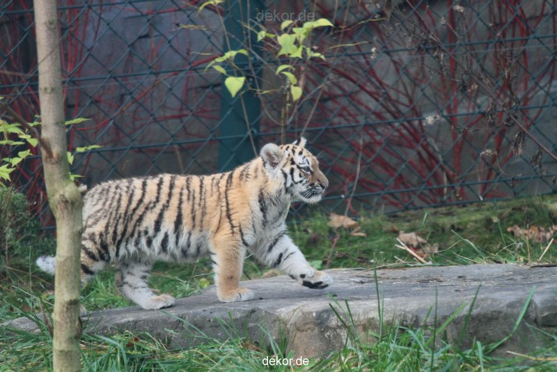 zoo-wuppertal-tschuna-daseep-01-116