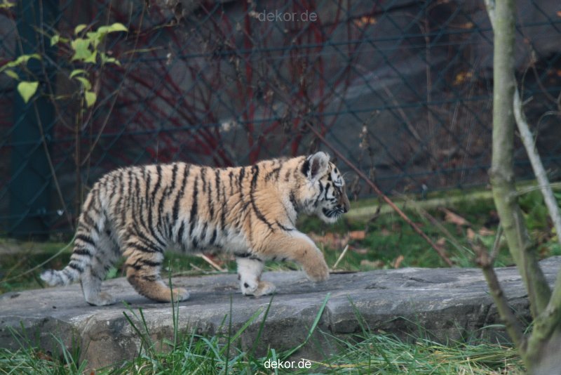 zoo-wuppertal-tschuna-daseep-01-118