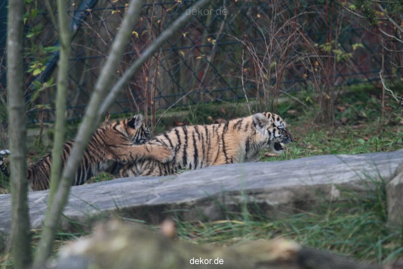 zoo-wuppertal-tschuna-daseep-01-119