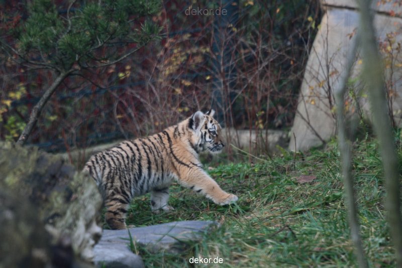 zoo-wuppertal-tschuna-daseep-01-120