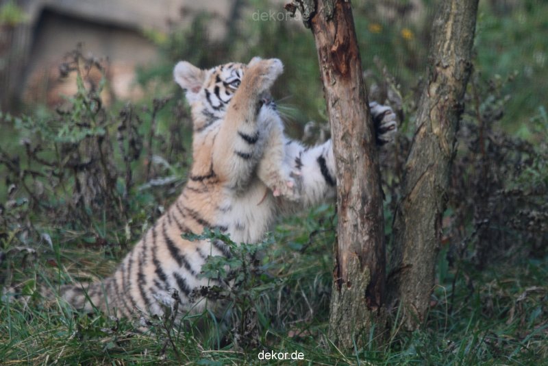 zoo-wuppertal-tschuna-daseep-01-124