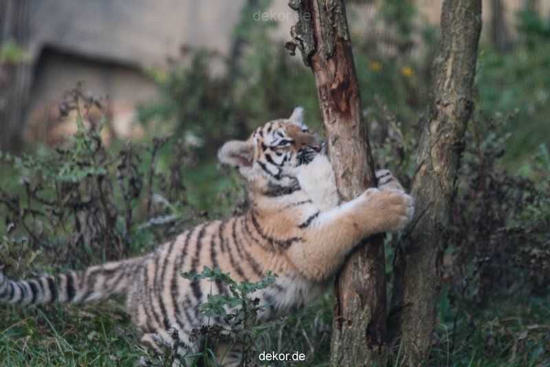zoo-wuppertal-tschuna-daseep-01-126
