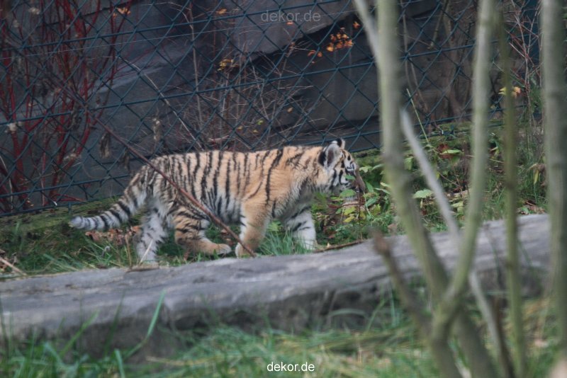 zoo-wuppertal-tschuna-daseep-01-135