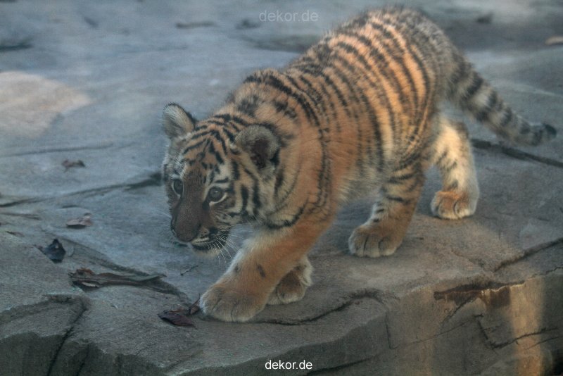 zoo-wuppertal-tschuna-daseep-02-002