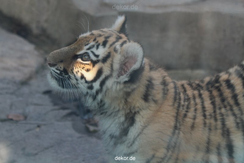 zoo-wuppertal-tschuna-daseep-02-003