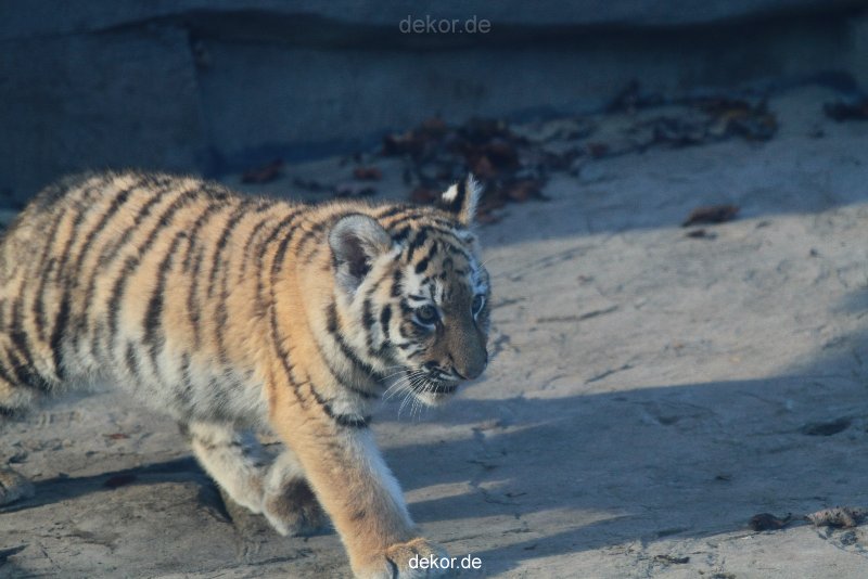 zoo-wuppertal-tschuna-daseep-02-008
