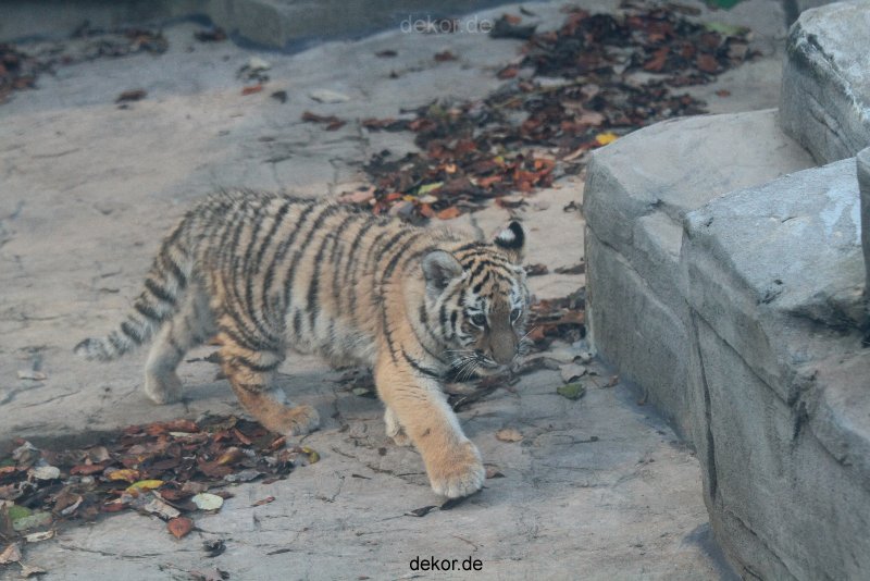 zoo-wuppertal-tschuna-daseep-02-011