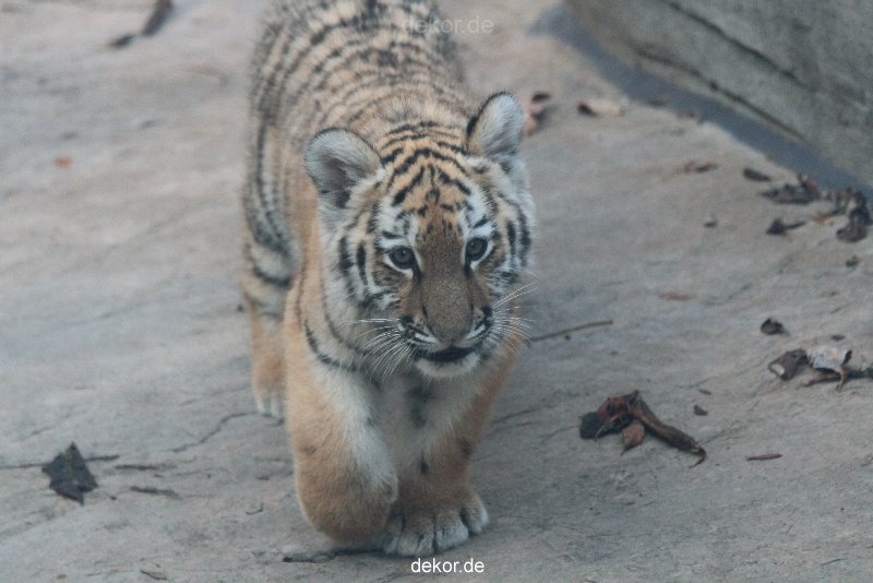 zoo-wuppertal-tschuna-daseep-02-012