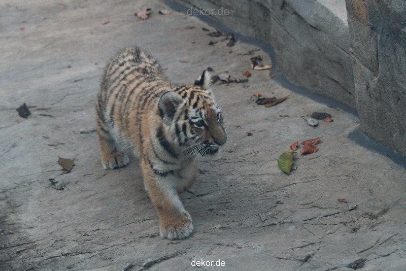 zoo-wuppertal-tschuna-daseep-02-013