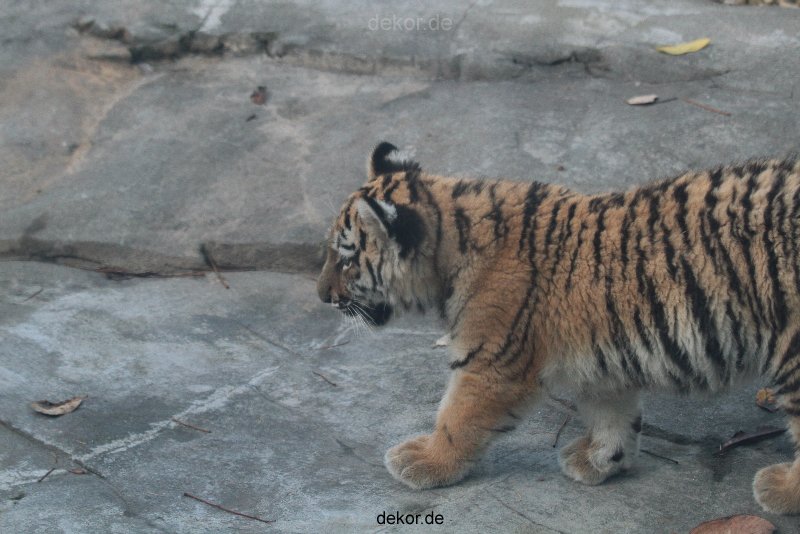 zoo-wuppertal-tschuna-daseep-02-014