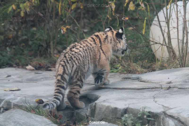zoo-wuppertal-tschuna-daseep-02-017