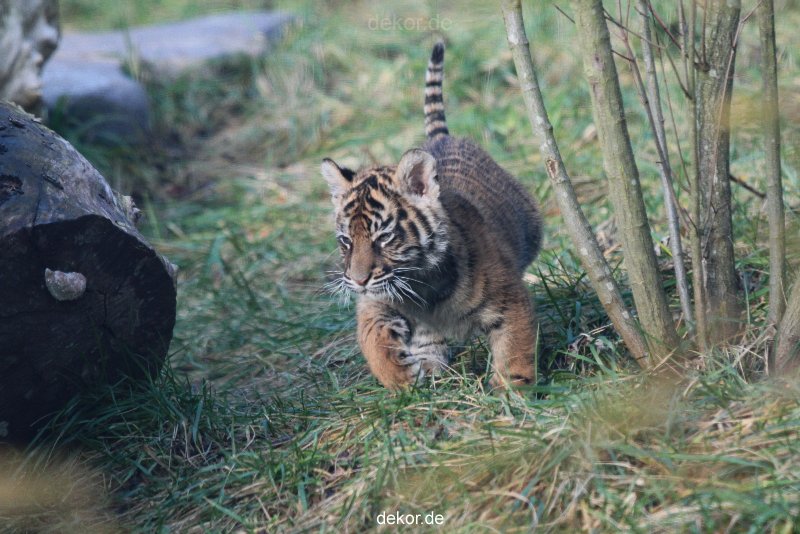 zoo-wuppertal-tschuna-daseep-02-028