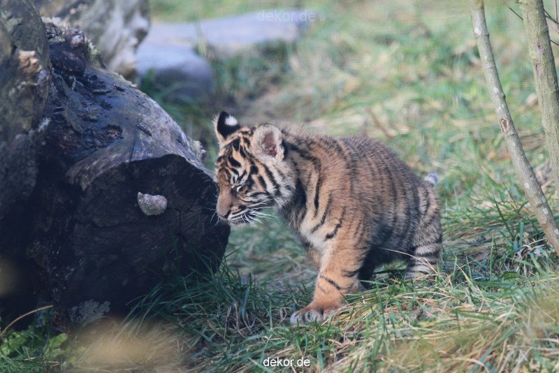 zoo-wuppertal-tschuna-daseep-02-029