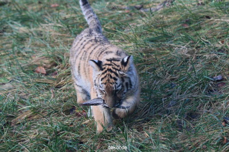 zoo-wuppertal-tschuna-daseep-02-032