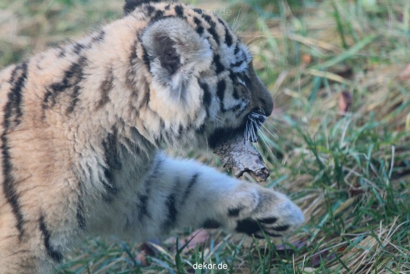 zoo-wuppertal-tschuna-daseep-02-033
