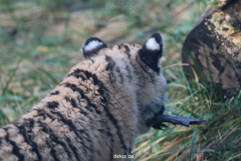 zoo-wuppertal-tschuna-daseep-02-034
