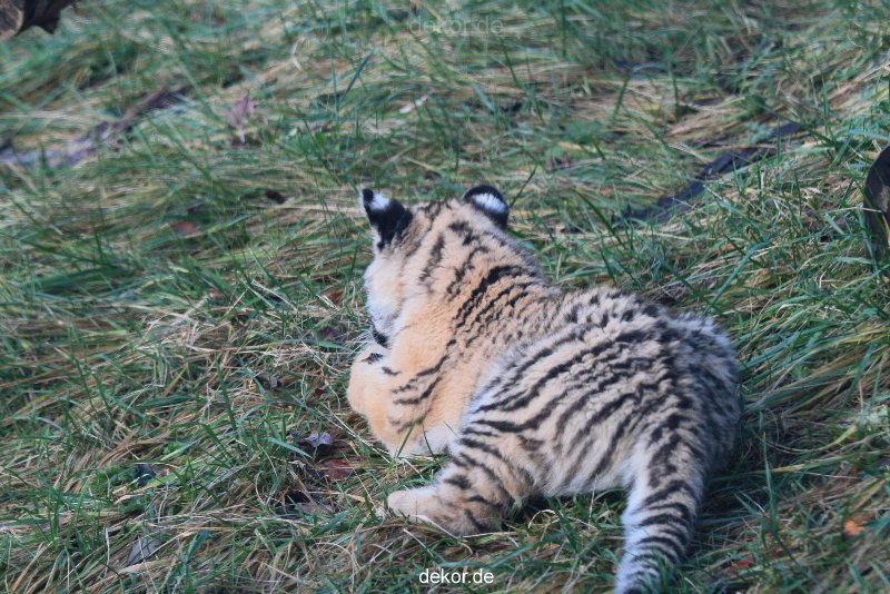 zoo-wuppertal-tschuna-daseep-02-035
