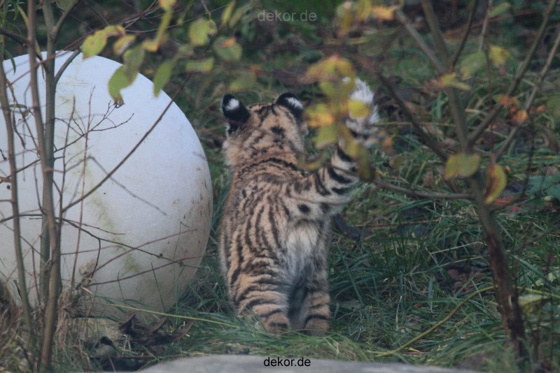zoo-wuppertal-tschuna-daseep-02-036