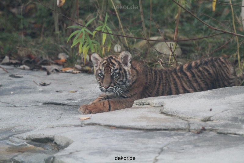 zoo-wuppertal-tschuna-daseep-02-037