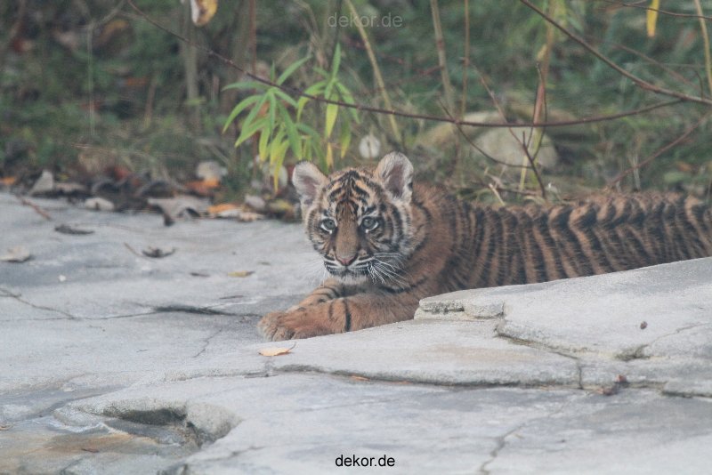 zoo-wuppertal-tschuna-daseep-02-038