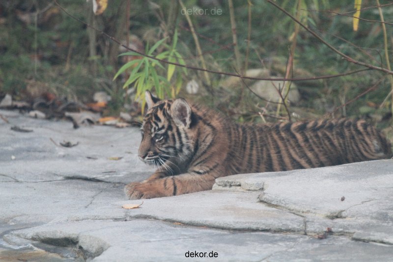 zoo-wuppertal-tschuna-daseep-02-039