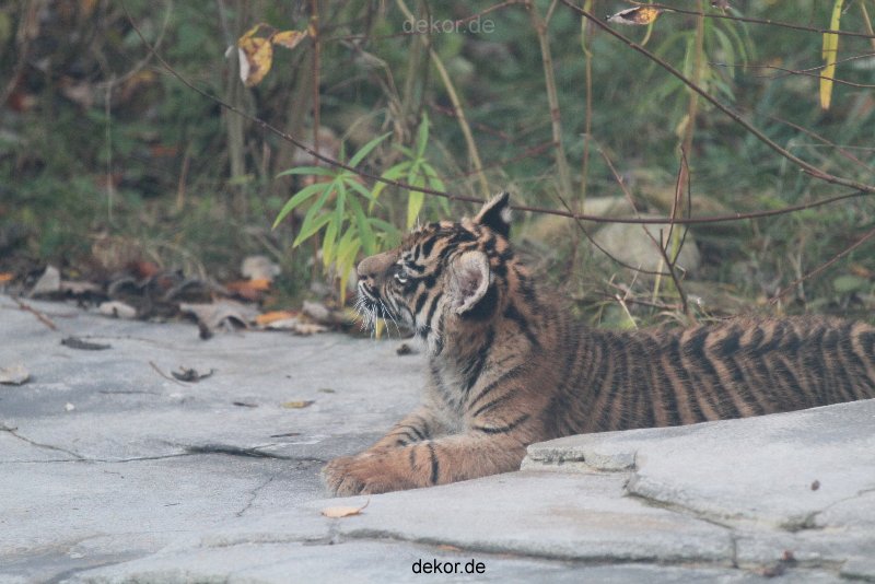 zoo-wuppertal-tschuna-daseep-02-040
