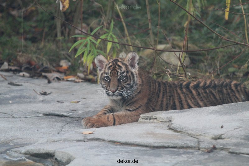 zoo-wuppertal-tschuna-daseep-02-042
