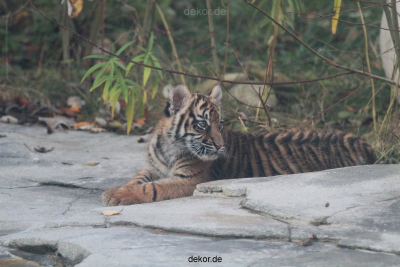 zoo-wuppertal-tschuna-daseep-02-044