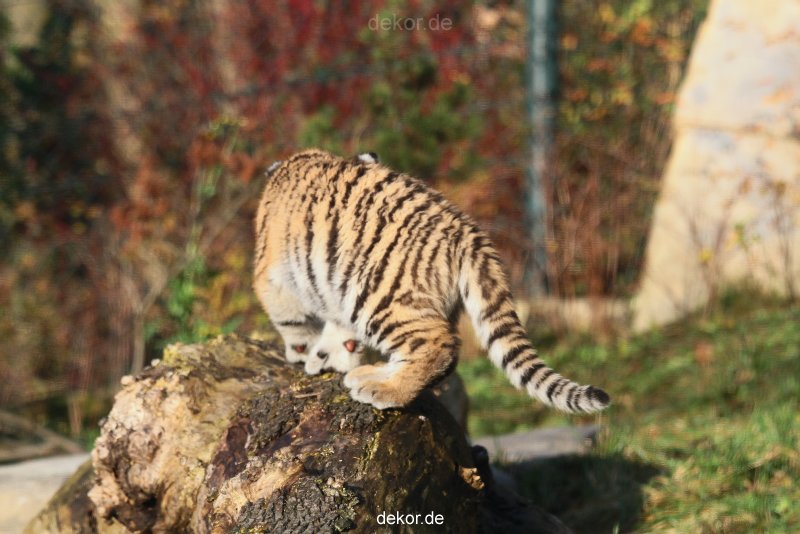 zoo-wuppertal-tschuna-daseep-02-048