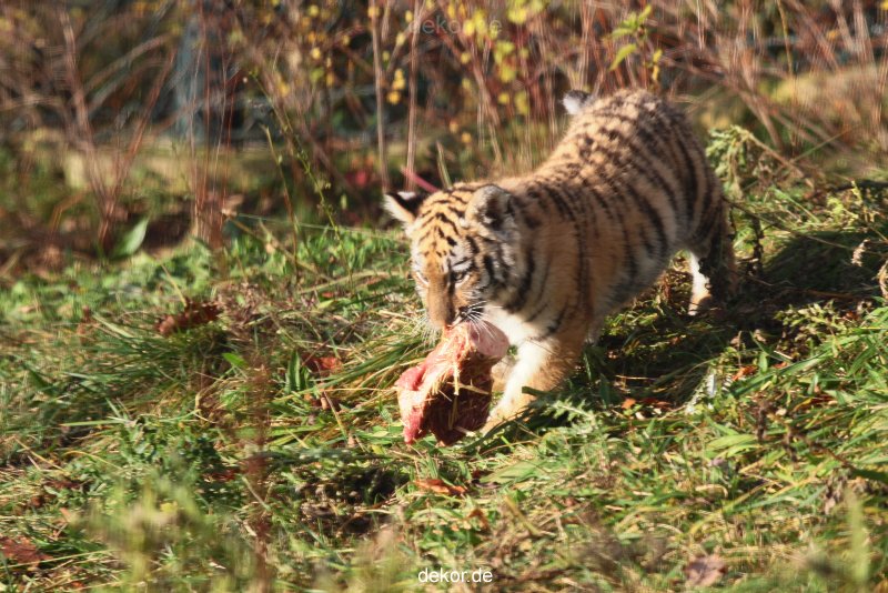 zoo-wuppertal-tschuna-daseep-02-052