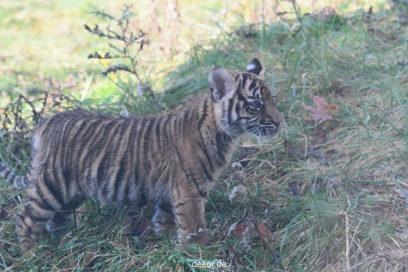 zoo-wuppertal-tschuna-daseep-02-061