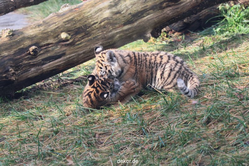 zoo-wuppertal-tschuna-daseep-03-007