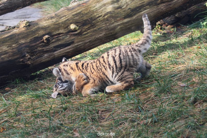 zoo-wuppertal-tschuna-daseep-03-008
