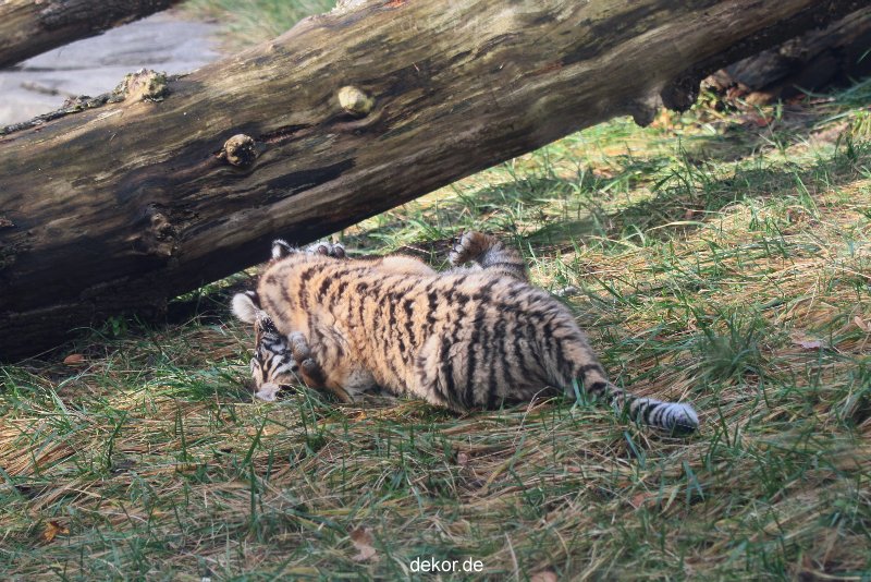 zoo-wuppertal-tschuna-daseep-03-009