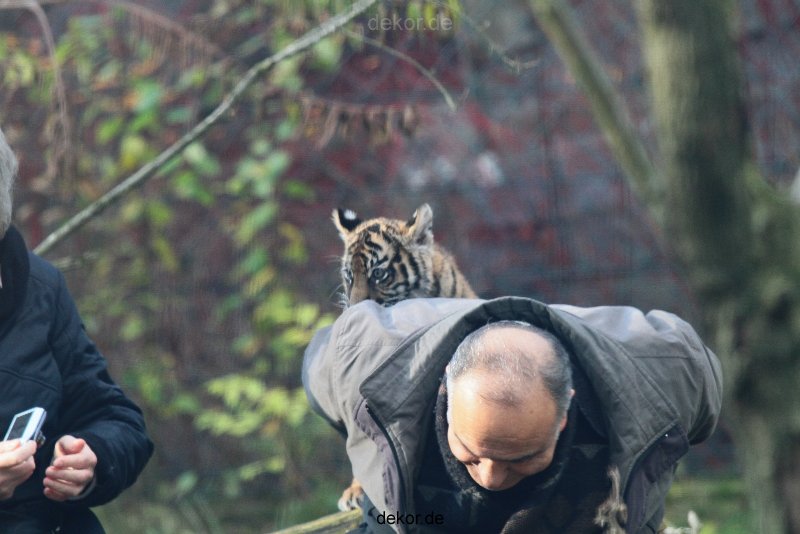 zoo-wuppertal-tschuna-daseep-03-013