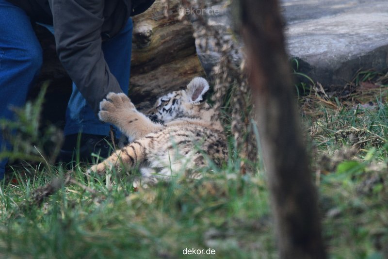 zoo-wuppertal-tschuna-daseep-03-019