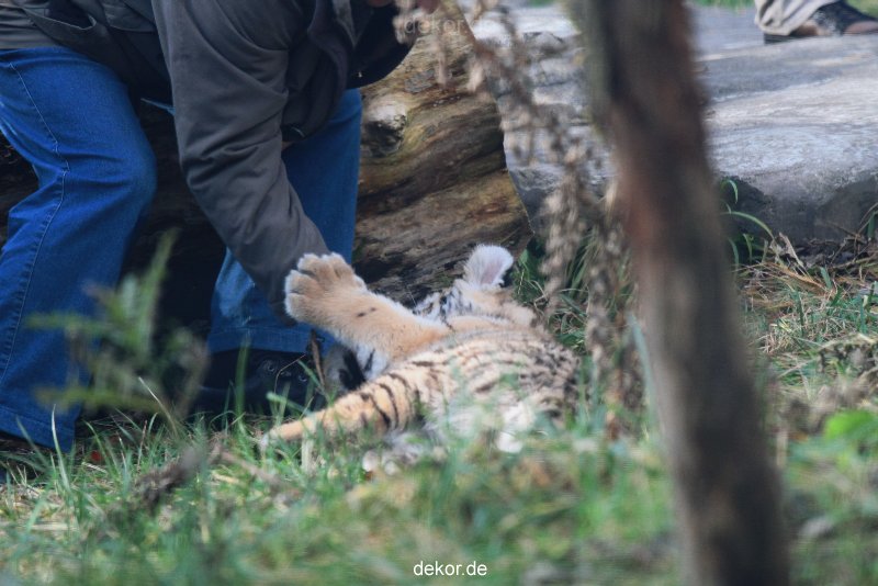 zoo-wuppertal-tschuna-daseep-03-020