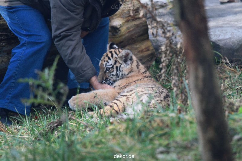 zoo-wuppertal-tschuna-daseep-03-023