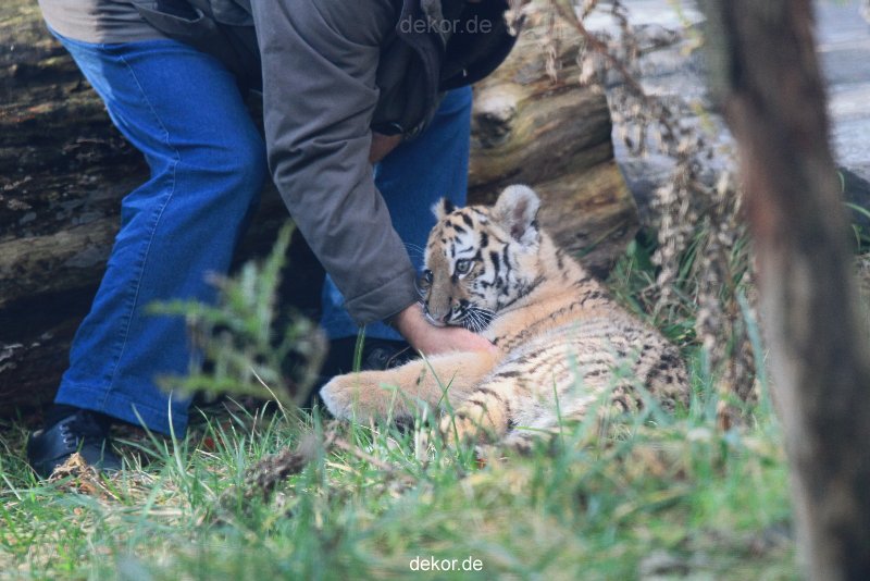 zoo-wuppertal-tschuna-daseep-03-024