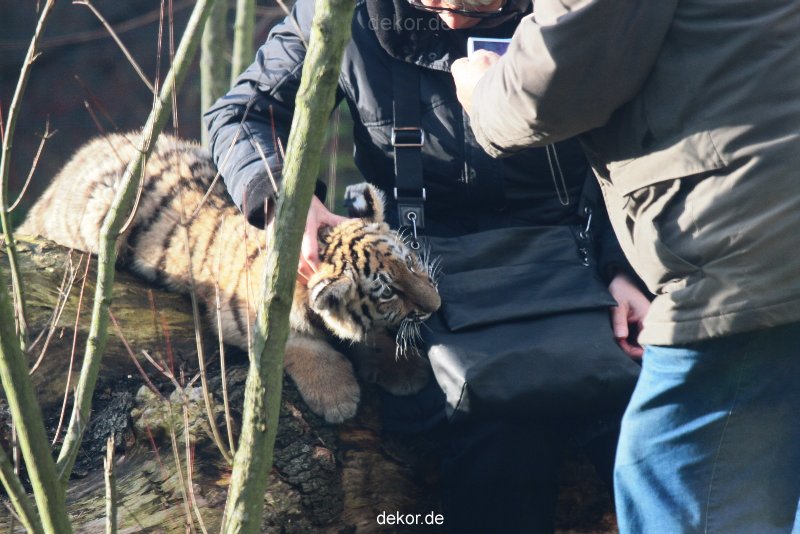 zoo-wuppertal-tschuna-daseep-03-032