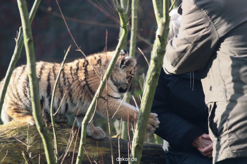 zoo-wuppertal-tschuna-daseep-03-033