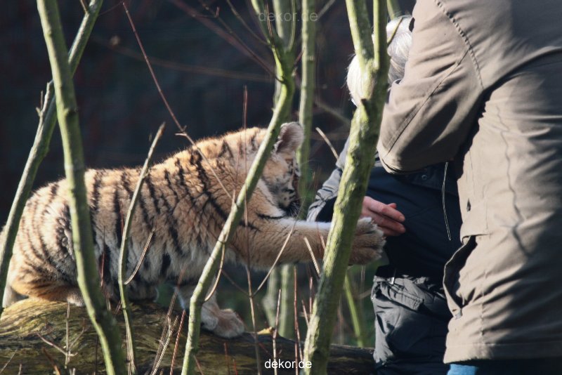 zoo-wuppertal-tschuna-daseep-03-034