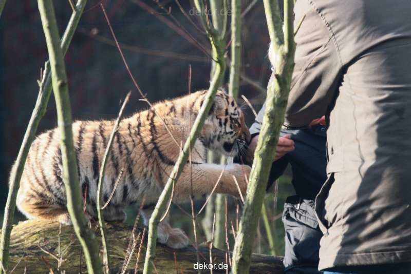 zoo-wuppertal-tschuna-daseep-03-035