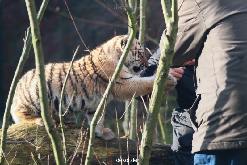 zoo-wuppertal-tschuna-daseep-03-036