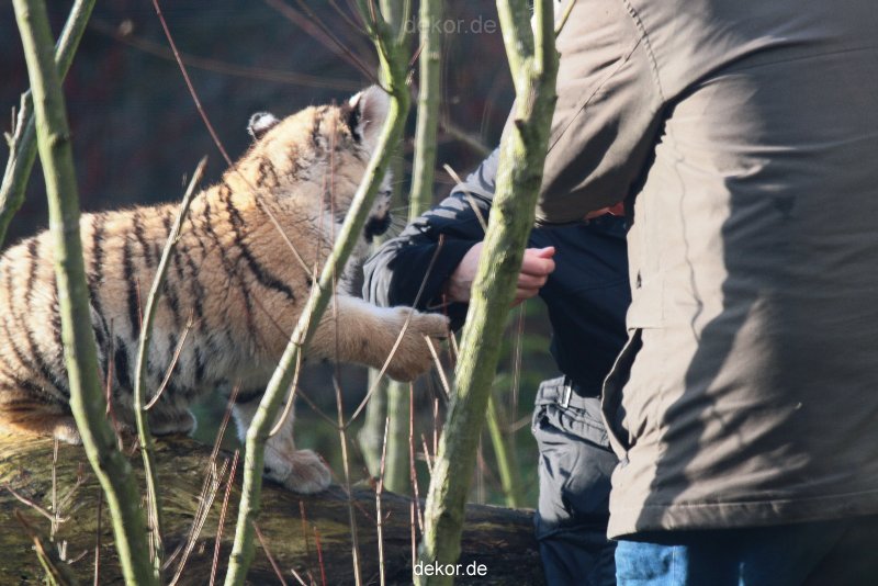 zoo-wuppertal-tschuna-daseep-03-037
